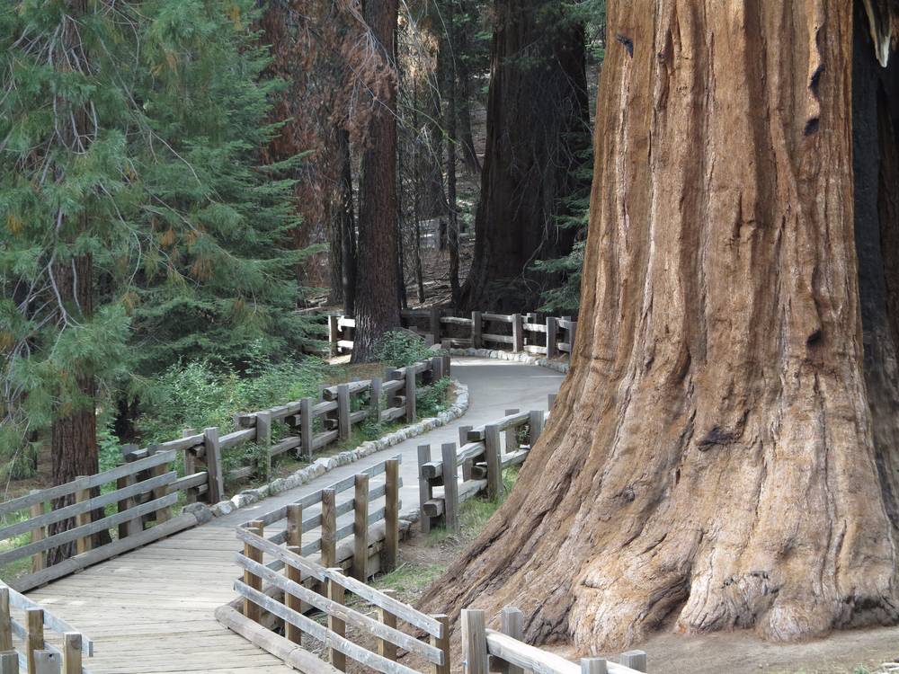 Sequoia National Park